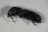  ( - GBOL_Col_FK_4540)  @13 [ ] CreativeCommons - Attribution Non-Commercial Share-Alike (2015) Unspecified SNSB, Zoologische Staatssammlung Muenchen