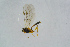  ( - BC-ZSM-HYM-27734-E04)  @12 [ ] CreativeCommons - Attribution Non-Commercial Share-Alike (2015) Stefan Schmidt SNSB, Zoologische Staatssammlung Muenchen