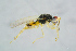  ( - BC-ZSM-HYM-27734-F11)  @12 [ ] CreativeCommons - Attribution Non-Commercial Share-Alike (2015) Stefan Schmidt SNSB, Zoologische Staatssammlung Muenchen