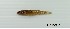  (Rhinogobius chiengmaiensis - RhinoCh1.2)  @11 [ ] Unspecified (default): All Rights Reserved  Unspecified Unspecified