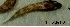  (Rhinogobius mekongianus - RhinoMe1.3)  @11 [ ] Unspecified (default): All Rights Reserved  Unspecified Unspecified
