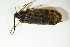  ( - GBOL03364)  @12 [ ] CreativeCommons - Attribution Non-Commercial Share-Alike (2015) Unspecified SNSB, Zoologische Staatssammlung Muenchen