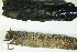  ( - GBOL03911)  @11 [ ] CreativeCommons - Attribution Non-Commercial Share-Alike (2015) Unspecified SNSB, Zoologische Staatssammlung Muenchen