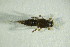  ( - GBOL08901)  @13 [ ] CreativeCommons - Attribution Non-Commercial Share-Alike (2015) Unspecified SNSB, Zoologische Staatssammlung Muenchen