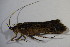  ( - GBOL11745)  @12 [ ] CreativeCommons - Attribution Non-Commercial Share-Alike (2015) Unspecified SNSB, Zoologische Staatssammlung Muenchen