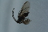  ( - GBOL17375)  @11 [ ] CreativeCommons - Attribution Non-Commercial Share-Alike (2015) Unspecified SNSB, Zoologische Staatssammlung Muenchen