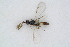  ( - BC-ZSM-HYM-01772-H06)  @13 [ ] CreativeCommons - Attribution Non-Commercial Share-Alike (2014) Stefan Schmidt SNSB, Zoologische Staatssammlung Muenchen