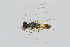  (Sympiesis acalle - BC-ZSM-HYM-20769-F03)  @11 [ ] CreativeCommons - Attribution Non-Commercial Share-Alike (2014) Stefan Schmidt SNSB, Zoologische Staatssammlung Muenchen
