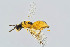  ( - BC-ZSM-HYM-20769-G09)  @11 [ ] CreativeCommons - Attribution Non-Commercial Share-Alike (2014) Stefan Schmidt SNSB, Zoologische Staatssammlung Muenchen