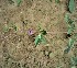  ( - GBFZ-17)  @11 [ ] Unspecified (default): All Rights Reserved (2020) Gulmeena BUITEMS