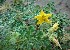  (Solanum angustifolium - GBFZ-59)  @11 [ ] Unspecified (default): All Rights Reserved (2020) Gulmeena BUITEMS