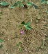  ( - GBFZ-64)  @11 [ ] Unspecified (default): All Rights Reserved (2020) Gulmeena BUITEMS