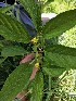  ( - GBFZ-77)  @11 [ ] Unspecified (default): All Rights Reserved (2020) Gulmeena BUITEMS