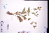  ( - GBA-DWQGZ17)  @11 [ ] by-nc-sa  Xue-Jun Ge Herbarium of South China Botanical Garden