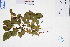  (Rosa laevigata - GBA-DWQGZ24)  @11 [ ] by-nc-sa  Xue-Jun Ge Herbarium of South China Botanical Garden