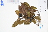  ( - GBA-DWQGZ33)  @11 [ ] by-nc-sa  Xue-Jun Ge Herbarium of South China Botanical Garden