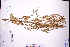  ( - GBA-DWQGZ54)  @11 [ ] by-nc-sa  Xue-Jun Ge Herbarium of South China Botanical Garden