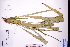  ( - GBA-DWQGZ88)  @11 [ ] by-nc-sa  Xue-Jun Ge Herbarium of South China Botanical Garden