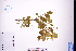  ( - GBA-DWQGZ91)  @11 [ ] by-nc-sa  Xue-Jun Ge Herbarium of South China Botanical Garden