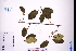  ( - GBA-DWQGZ100)  @11 [ ] by-nc-sa  Xue-Jun Ge Herbarium of South China Botanical Garden
