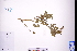  ( - GBA-DWQGZ128)  @11 [ ] by-nc-sa  Xue-Jun Ge Herbarium of South China Botanical Garden