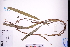  (Dianella ensifolia - GBA-DWQGZ141)  @11 [ ] by-nc-sa  Xue-Jun Ge Herbarium of South China Botanical Garden
