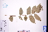  (Glochidion - GBA-DWQGZ146)  @11 [ ] by-nc-sa  Xue-Jun Ge Herbarium of South China Botanical Garden