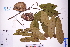  ( - GBA-DWQGZ149)  @11 [ ] by-nc-sa  Xue-Jun Ge Herbarium of South China Botanical Garden
