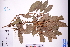  (Aporosa - GBA-DWQGZ159)  @11 [ ] by-nc-sa  Xue-Jun Ge Herbarium of South China Botanical Garden