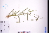  ( - GBA-DWQGZ170)  @11 [ ] by-nc-sa  Xue-Jun Ge Herbarium of South China Botanical Garden