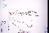  ( - GBA-DWQGZ184)  @11 [ ] by-nc-sa  Xue-Jun Ge Herbarium of South China Botanical Garden