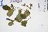  ( - GBA-DWQGZ210)  @11 [ ] by-nc-sa  Xue-Jun Ge Herbarium of South China Botanical Garden