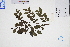  (Breynia fruticosa - GBA-DWQGZ219)  @11 [ ] by-nc-sa  Xue-Jun Ge Herbarium of South China Botanical Garden