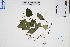  ( - GBA-DWQGZ316)  @11 [ ] by-nc-sa  Xue-Jun Ge Herbarium of South China Botanical Garden