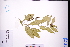  ( - GBA-DWQGZ337)  @11 [ ] by-nc-sa  Xue-Jun Ge Herbarium of South China Botanical Garden