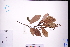  ( - GBA-DWQGZ343)  @11 [ ] by-nc-sa  Xue-Jun Ge Herbarium of South China Botanical Garden