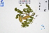  ( - GBA-DWQGZ375)  @11 [ ] by-nc-sa  Xue-Jun Ge Herbarium of South China Botanical Garden