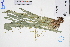  ( - GBA-DWQGZ386)  @11 [ ] by-nc-sa  Xue-Jun Ge Herbarium of South China Botanical Garden