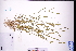  ( - GBA-DWQGZ441)  @11 [ ] by-nc-sa  Xue-Jun Ge Herbarium of South China Botanical Garden