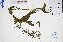  ( - GBA-DWQGZ465)  @11 [ ] by-nc-sa  Xue-Jun Ge Herbarium of South China Botanical Garden