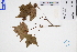  ( - GBA-DWQGZ472)  @11 [ ] by-nc-sa  Xue-Jun Ge Herbarium of South China Botanical Garden