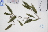  ( - GBA-DWQGZ478)  @11 [ ] by-nc-sa  Xue-Jun Ge Herbarium of South China Botanical Garden