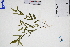  ( - GBA-DWQGZ487)  @11 [ ] by-nc-sa  Xue-Jun Ge Herbarium of South China Botanical Garden