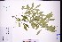  ( - GBA-DWQGZ503)  @11 [ ] by-nc-sa  Xue-Jun Ge Herbarium of South China Botanical Garden