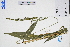  ( - GBA-DWQGZ519)  @11 [ ] by-nc-sa  Xue-Jun Ge Herbarium of South China Botanical Garden