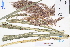  (Miscanthus floridulus - GBA-DWQGZ533)  @11 [ ] by-nc-sa  Xue-Jun Ge Herbarium of South China Botanical Garden