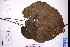  ( - GBA-DWQGZ536)  @11 [ ] by-nc-sa  Xue-Jun Ge Herbarium of South China Botanical Garden