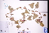  ( - GBA-DWQGZ551)  @11 [ ] by-nc-sa  Xue-Jun Ge Herbarium of South China Botanical Garden