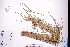 ( - GBA-DWQGZ554)  @11 [ ] by-nc-sa  Xue-Jun Ge Herbarium of South China Botanical Garden