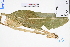  ( - GBA-DWQGZ561)  @11 [ ] by-nc-sa  Xue-Jun Ge Herbarium of South China Botanical Garden